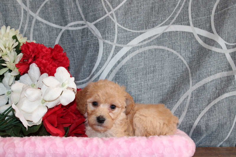 puppy, for, sale, Mini Golden Doodle F1B, Matthew B. Stoltzfus, dog, breeder, Gap, PA, dog-breeder, puppy-for-sale, forsale, nearby, find, puppyfind, locator, puppylocator, aca